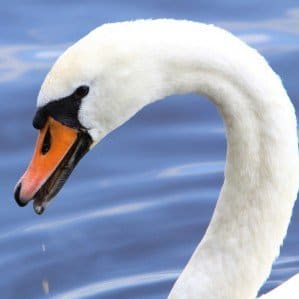 Swan