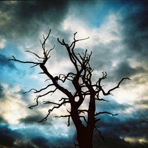 Spooky Tree