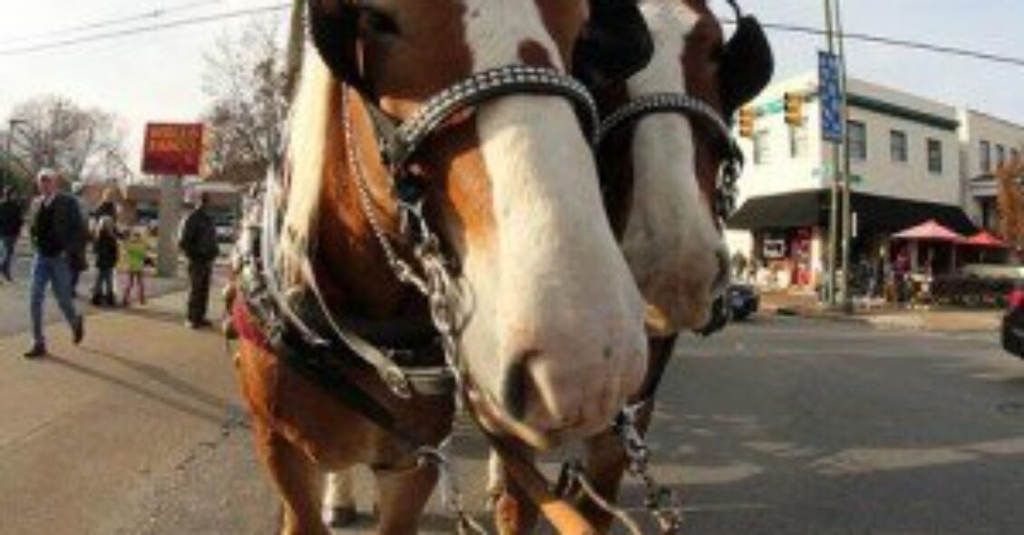 Horses
