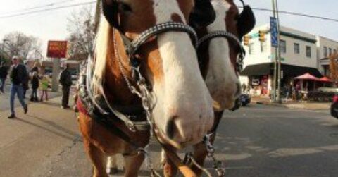 Horses