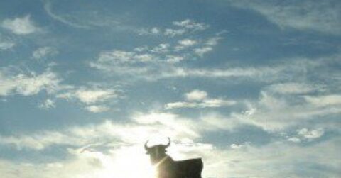 Bull Cloud