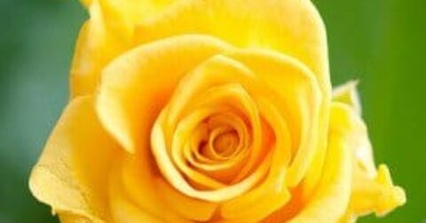 Yellow Rose