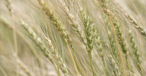 Wheat