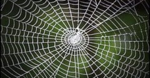 Web