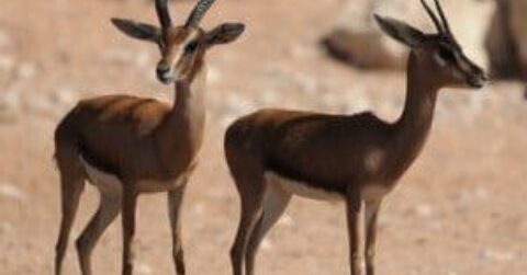 Gazelles