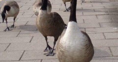 Geese
