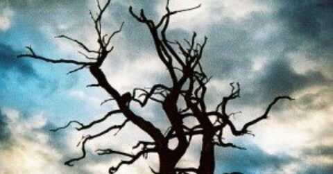 Spooky Tree