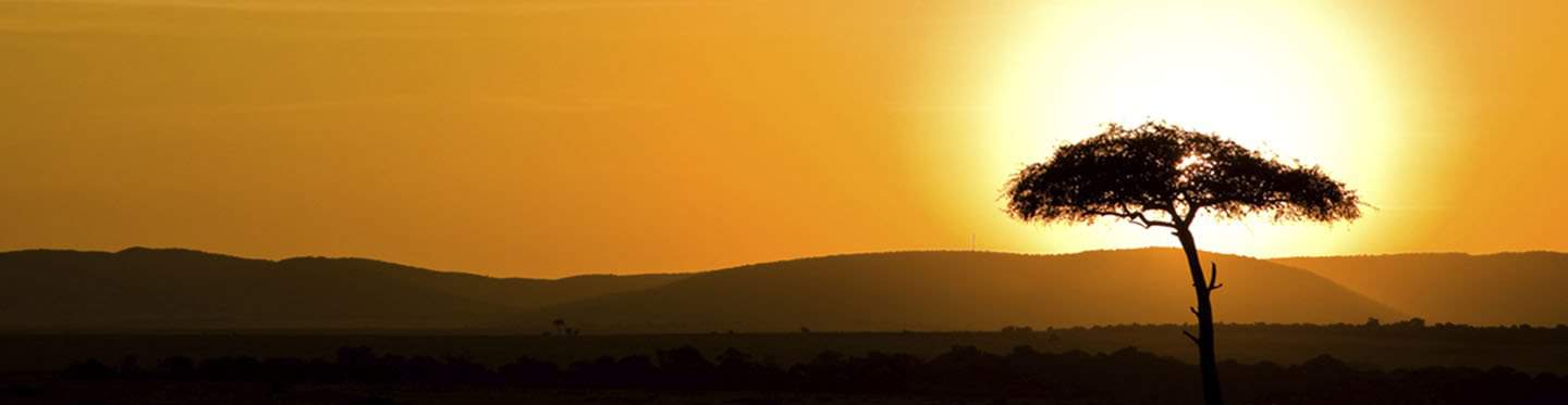 africa sunrise with single tree