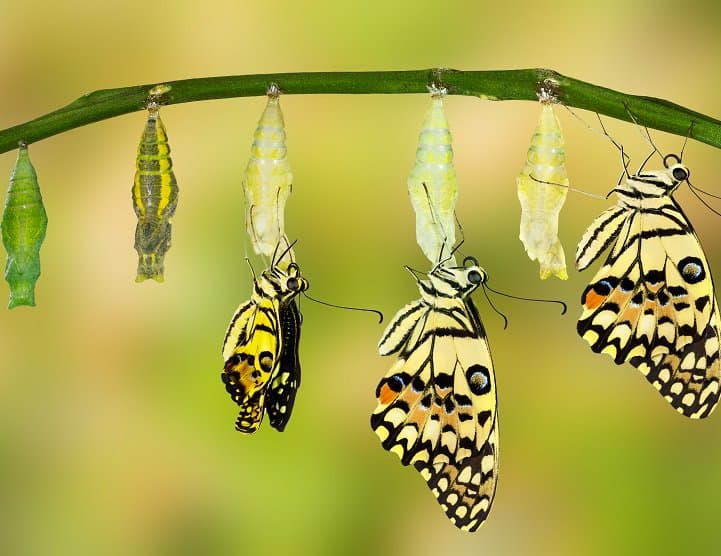 stages of butterfly metamorphosis