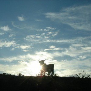 Bull Cloud e1408379443547