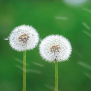 Dandelions e1403207988251