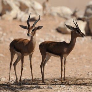 Gazelles e1423067459483