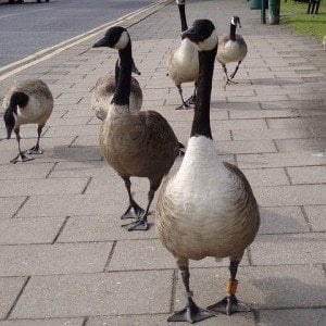 Geese e1428602293449