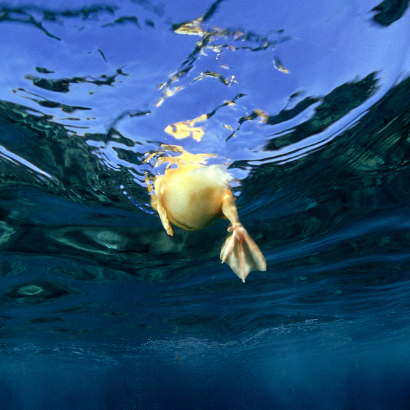 GettyImages 524556630