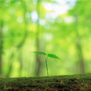 Growth3 e1380724552276