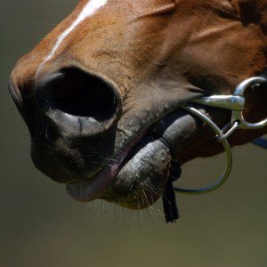 Horse e1376593852559