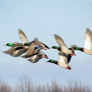 Mallards Migration e1420486869990