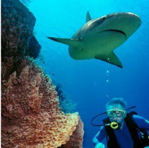 Shark e1390406444188