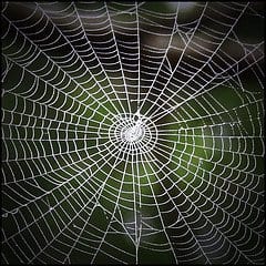 Web