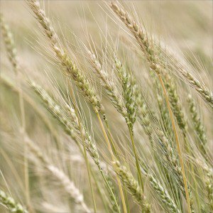 Wheat e1416254135788