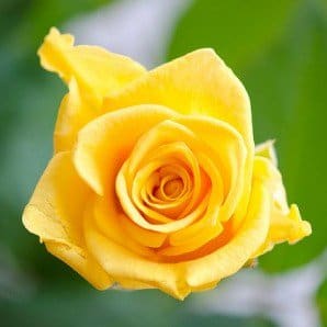 Yellow Rose e1408720094246